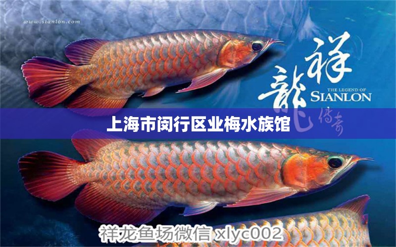 上海市闵行区业梅水族馆 全国水族馆企业名录