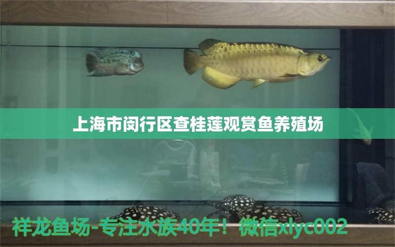 上海市闵行区查桂莲观赏鱼养殖场 全国水族馆企业名录 第1张