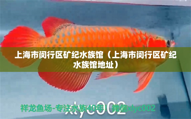 上海市闵行区矿纪水族馆（上海市闵行区矿纪水族馆地址）