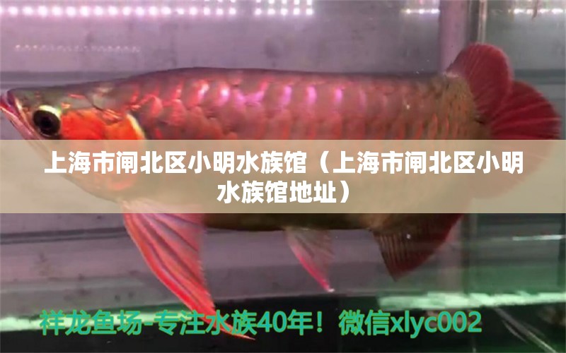 上海市闸北区小明水族馆（上海市闸北区小明水族馆地址） 全国水族馆企业名录