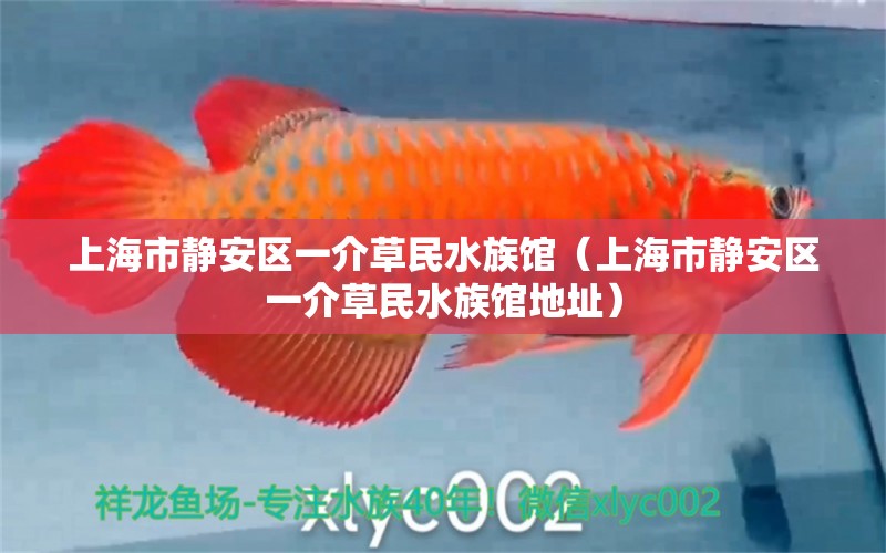 上海市静安区一介草民水族馆（上海市静安区一介草民水族馆地址）