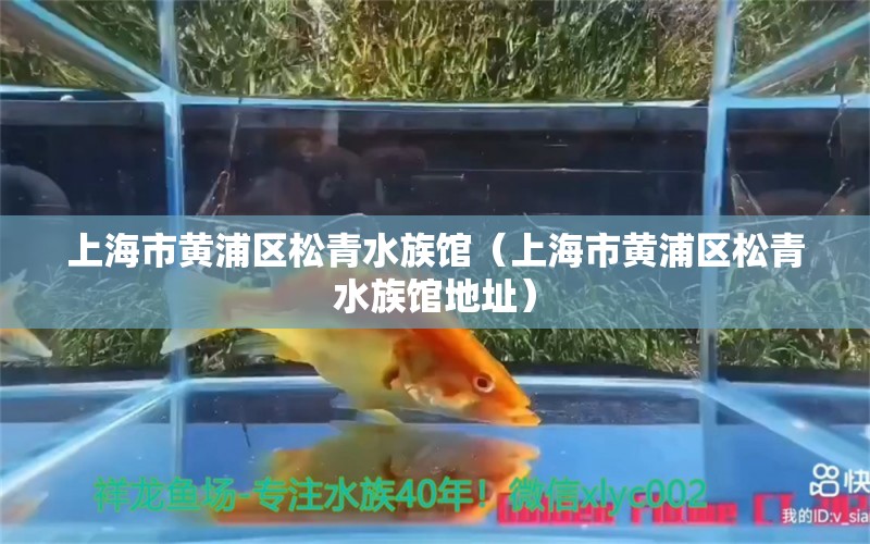 上海市黄浦区松青水族馆（上海市黄浦区松青水族馆地址） 全国水族馆企业名录