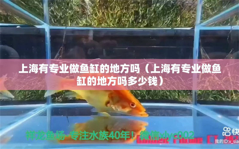 上海有专业做鱼缸的地方吗（上海有专业做鱼缸的地方吗多少钱） 其他品牌鱼缸