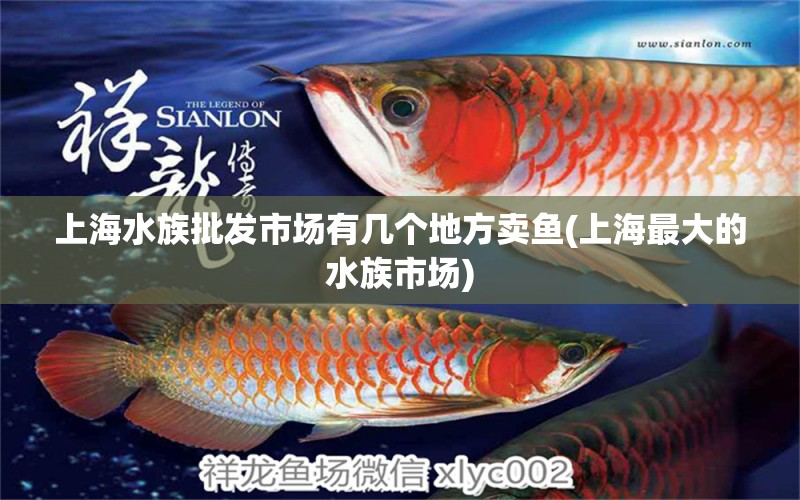 上海水族批发市场有几个地方卖鱼(上海最大的水族市场) 观赏鱼水族批发市场
