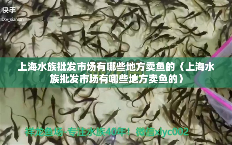 上海水族批发市场有哪些地方卖鱼的（上海水族批发市场有哪些地方卖鱼的） 观赏鱼水族批发市场