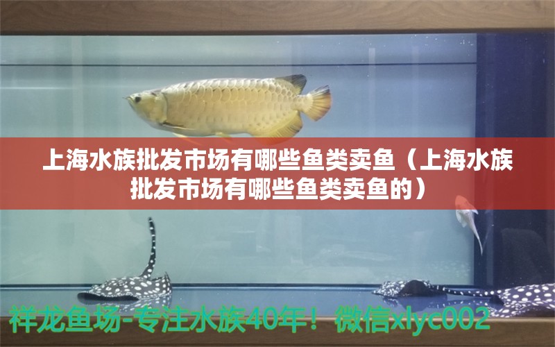 上海水族批发市场有哪些鱼类卖鱼（上海水族批发市场有哪些鱼类卖鱼的）