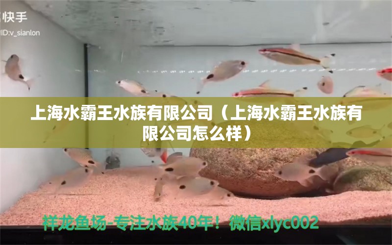 上海水霸王水族有限公司（上海水霸王水族有限公司怎么样）