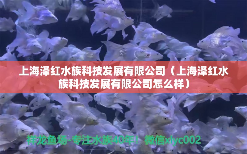 上海泽红水族科技发展有限公司（上海泽红水族科技发展有限公司怎么样）