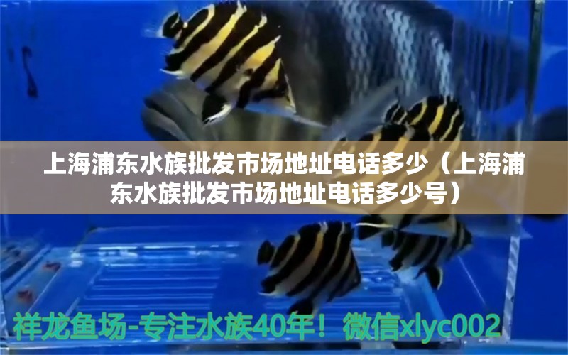 上海浦东水族批发市场地址电话多少（上海浦东水族批发市场地址电话多少号）