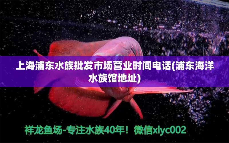 上海浦东水族批发市场营业时间电话(浦东海洋水族馆地址)