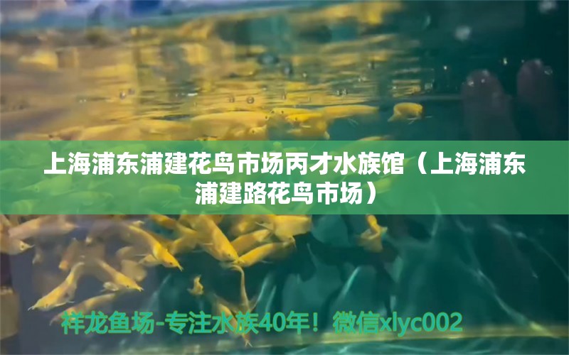 上海浦东浦建花鸟市场丙才水族馆（上海浦东浦建路花鸟市场）