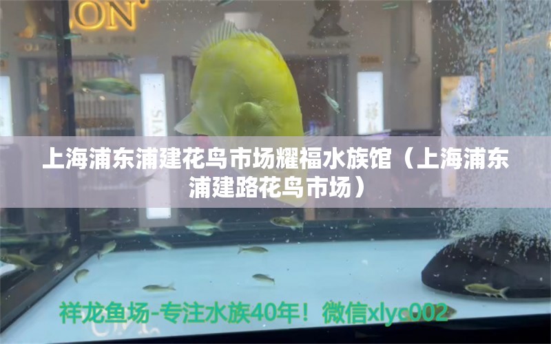 上海浦东浦建花鸟市场耀福水族馆（上海浦东浦建路花鸟市场）