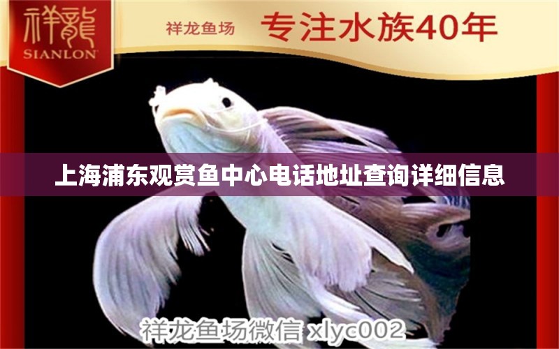 上海浦东观赏鱼中心电话地址查询详细信息 高背金龙鱼