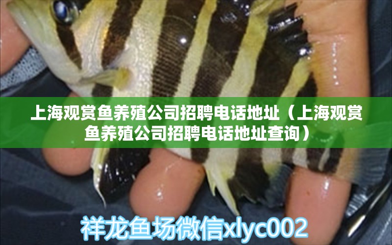 上海观赏鱼养殖公司招聘电话地址（上海观赏鱼养殖公司招聘电话地址查询）