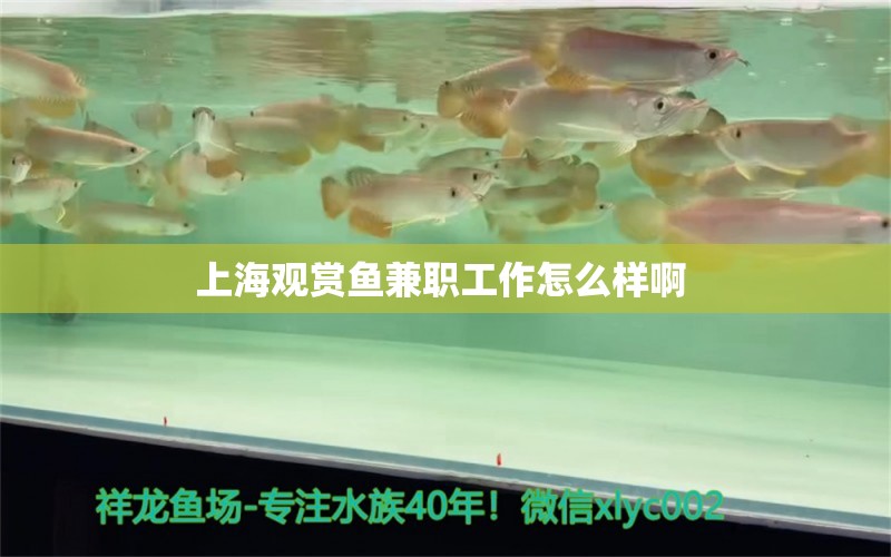 上海观赏鱼兼职工作怎么样啊 