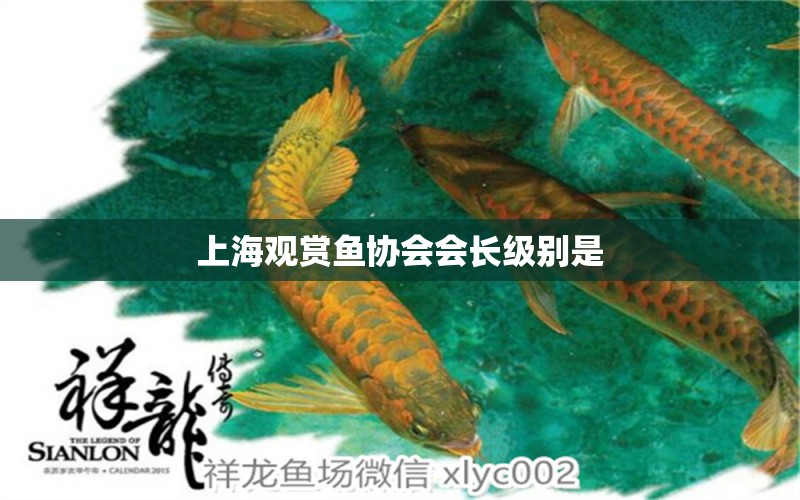 上海观赏鱼协会会长级别是 水族问答 第2张