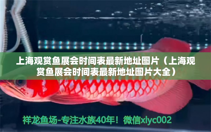 上海观赏鱼展会时间表最新地址图片（上海观赏鱼展会时间表最新地址图片大全） 祥龙水族医院