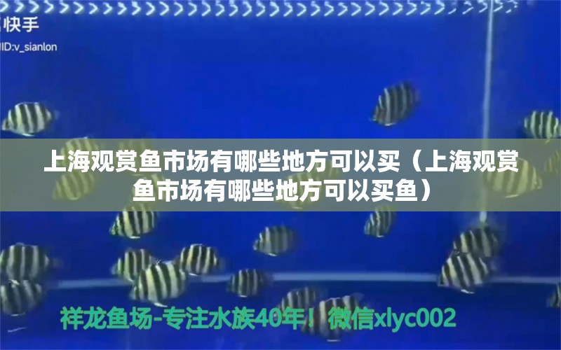 上海观赏鱼市场有哪些地方可以买（上海观赏鱼市场有哪些地方可以买鱼）