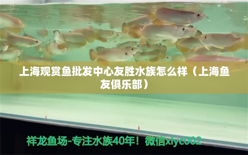 上海观赏鱼批发中心友胜水族怎么样（上海鱼友俱乐部）