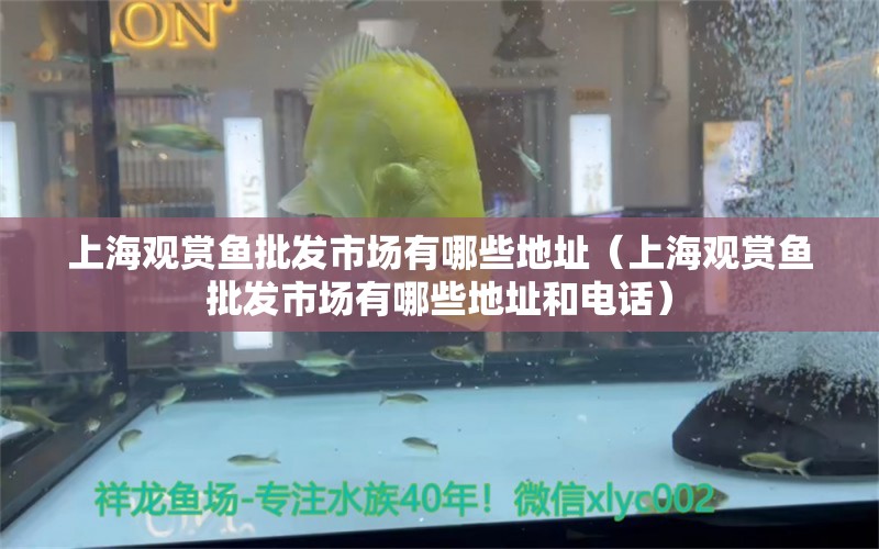 上海观赏鱼批发市场有哪些地址（上海观赏鱼批发市场有哪些地址和电话）