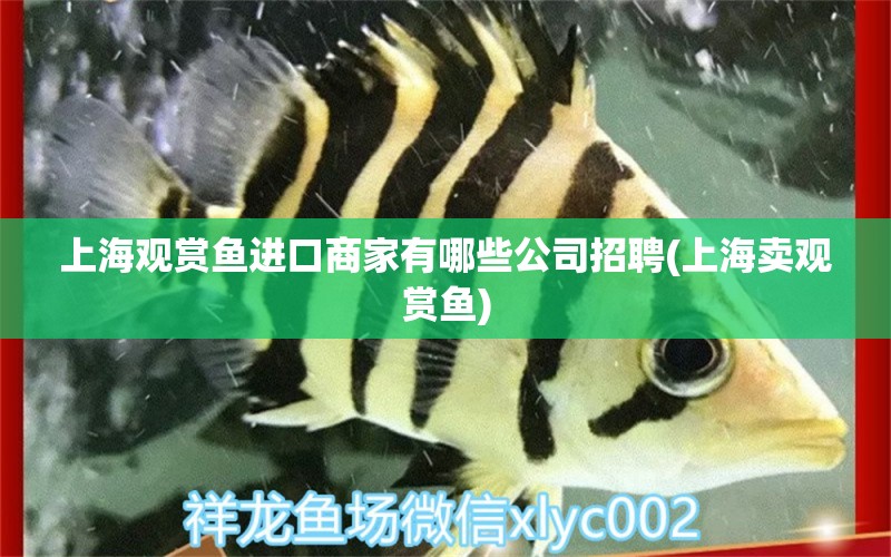 上海观赏鱼进口商家有哪些公司招聘(上海卖观赏鱼)