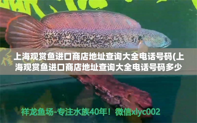 上海观赏鱼进口商店地址查询大全电话号码(上海观赏鱼进口商店地址查询大全电话号码多少)