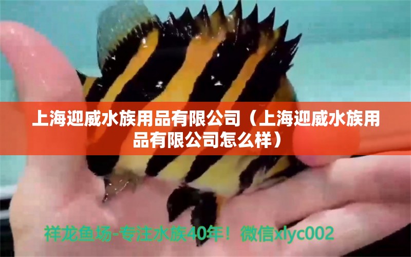 上海迎威水族用品有限公司（上海迎威水族用品有限公司怎么样） 水族用品