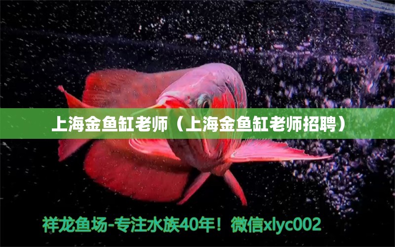 上海金鱼缸老师（上海金鱼缸老师招聘） 祥龙水族医院