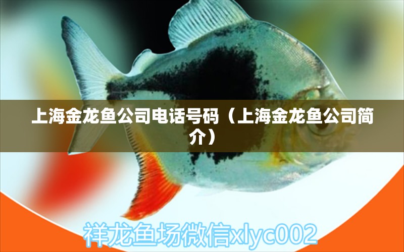 上海金龙鱼公司电话号码（上海金龙鱼公司简介） 2024第28届中国国际宠物水族展览会CIPS（长城宠物展2024 CIPS）