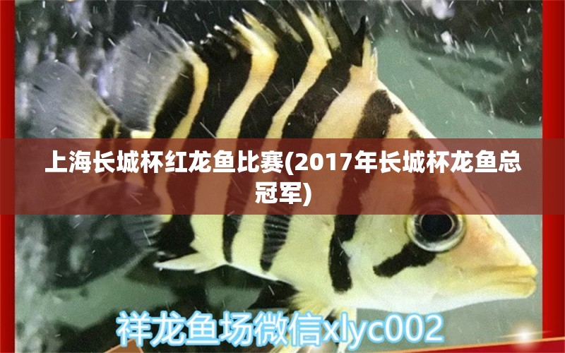 上海长城杯红龙鱼比赛(2017年长城杯龙鱼总冠军) 2024第28届中国国际宠物水族展览会CIPS（长城宠物展2024 CIPS）