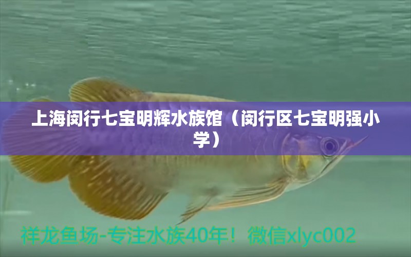 上海闵行七宝明辉水族馆（闵行区七宝明强小学）