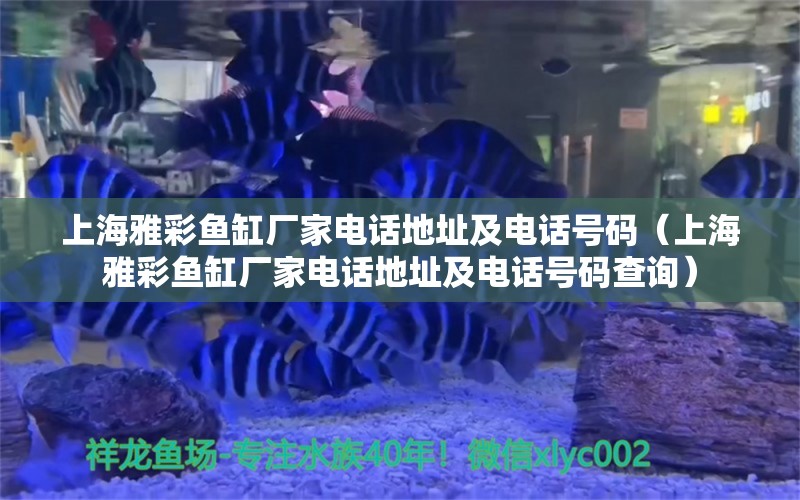 上海雅彩鱼缸厂家电话地址及电话号码（上海雅彩鱼缸厂家电话地址及电话号码查询） 印尼虎苗