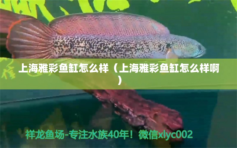 上海雅彩鱼缸怎么样（上海雅彩鱼缸怎么样啊） 祥龙鱼场