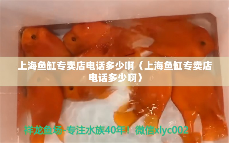 上海鱼缸专卖店电话多少啊（上海鱼缸专卖店电话多少啊） 祥龙水族医院