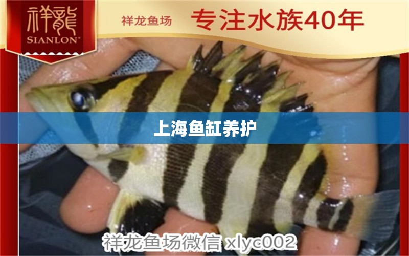 上海鱼缸养护 其他品牌鱼缸