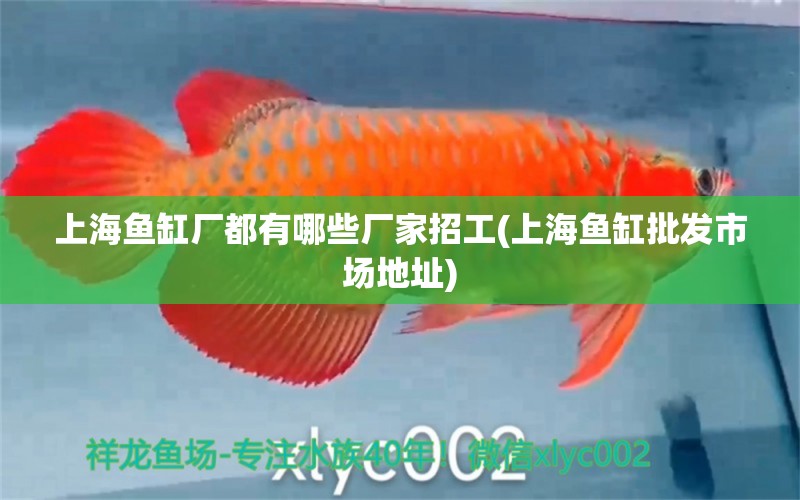 上海鱼缸厂都有哪些厂家招工(上海鱼缸批发市场地址) 鱼缸/水族箱