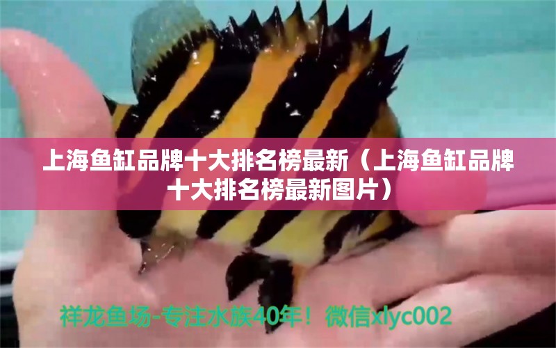 上海鱼缸品牌十大排名榜最新（上海鱼缸品牌十大排名榜最新图片）