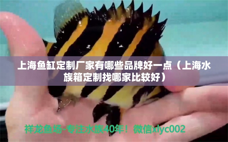 上海鱼缸定制厂家有哪些品牌好一点（上海水族箱定制找哪家比较好）