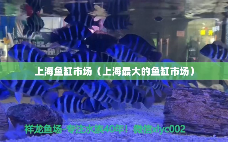 上海鱼缸市场（上海最大的鱼缸市场）