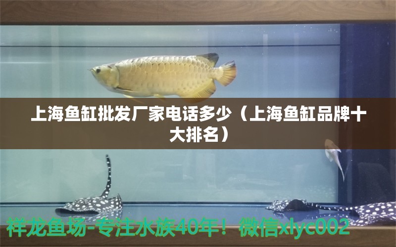 上海鱼缸批发厂家电话多少（上海鱼缸品牌十大排名） 广州观赏鱼批发市场