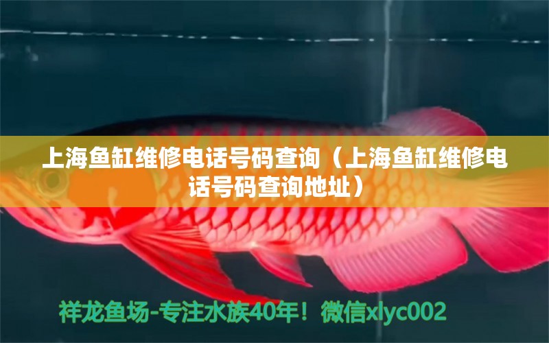 上海鱼缸维修电话号码查询（上海鱼缸维修电话号码查询地址）