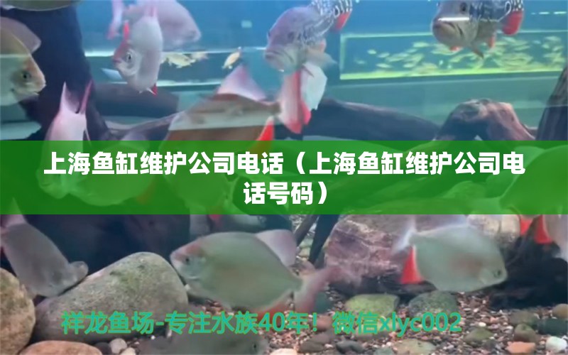 上海鱼缸维护公司电话（上海鱼缸维护公司电话号码） 其他品牌鱼缸