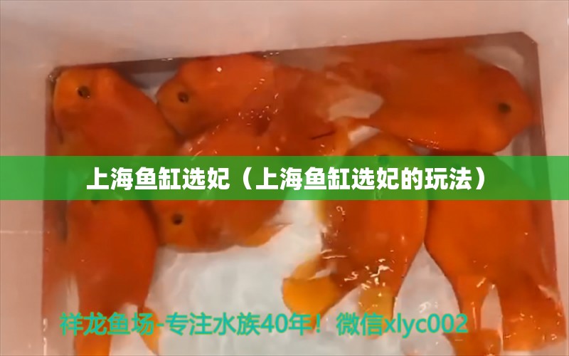 上海鱼缸选妃（上海鱼缸选妃的玩法） 其他品牌鱼缸