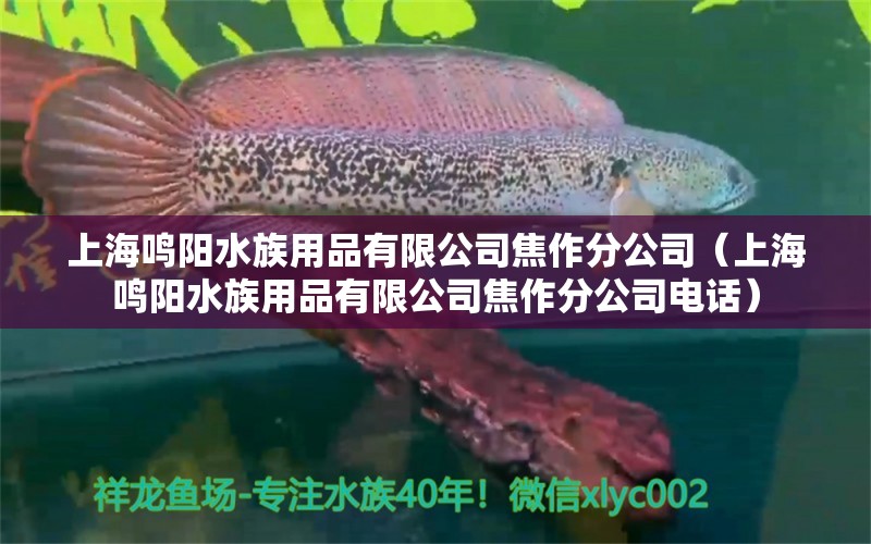 上海鸣阳水族用品有限公司焦作分公司（上海鸣阳水族用品有限公司焦作分公司电话）