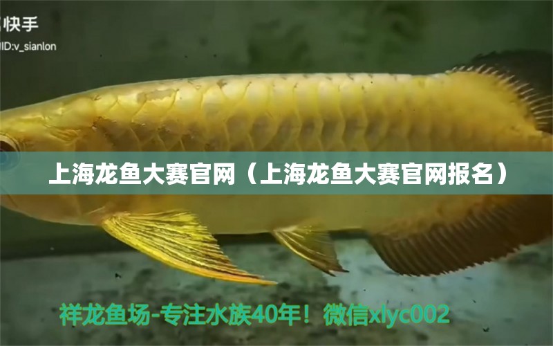 上海龙鱼大赛官网（上海龙鱼大赛官网报名）