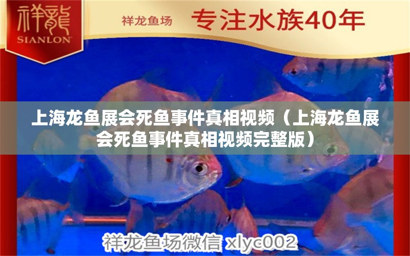 上海龙鱼展会死鱼事件真相视频（上海龙鱼展会死鱼事件真相视频完整版） 水族问答 第1张