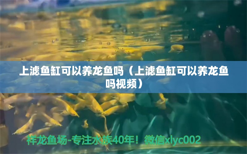 上滤鱼缸可以养龙鱼吗（上滤鱼缸可以养龙鱼吗视频） 祥龙水族医院