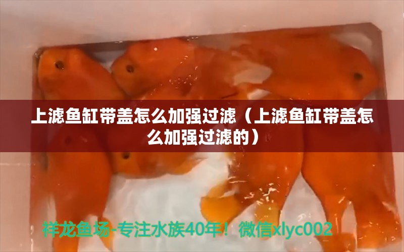 上滤鱼缸带盖怎么加强过滤（上滤鱼缸带盖怎么加强过滤的） 广州观赏鱼批发市场