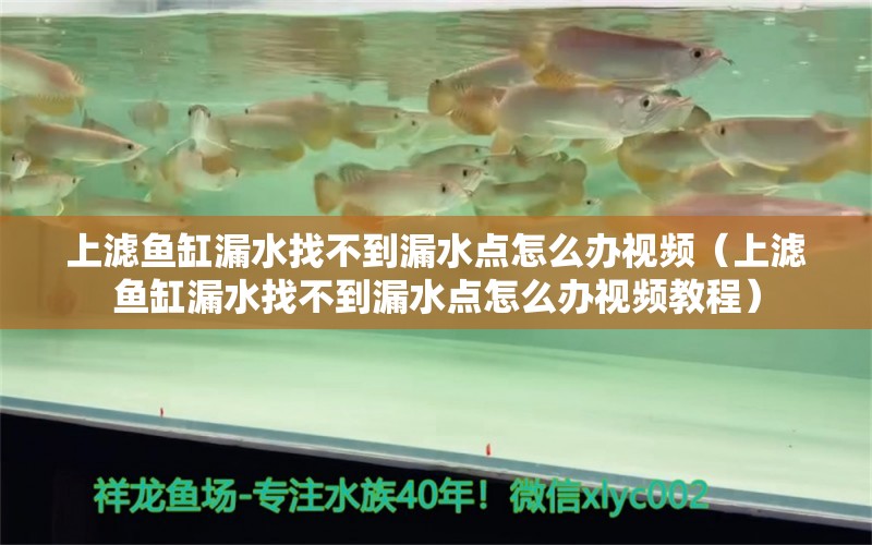 上滤鱼缸漏水找不到漏水点怎么办视频（上滤鱼缸漏水找不到漏水点怎么办视频教程）