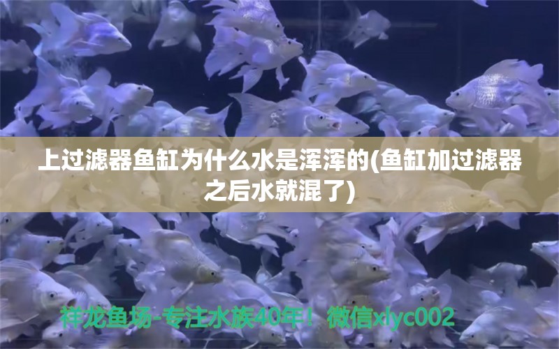 上过滤器鱼缸为什么水是浑浑的(鱼缸加过滤器之后水就混了) 马拉莫宝石鱼